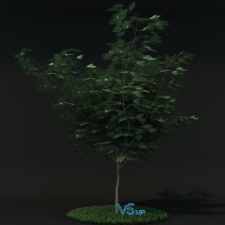 合欢树VR/3D/UE4/Unity模型下载