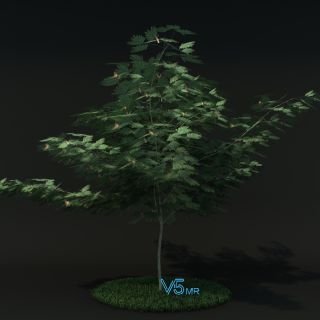 合欢树VR/3D/UE4/Unity模型下载