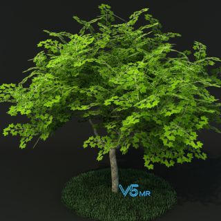 梧桐树VR/3D/UE4/Unity模型下载