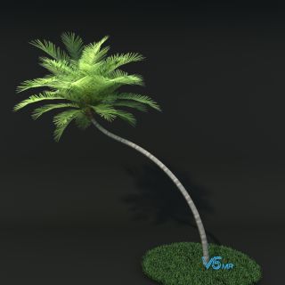 棕榈椰子树VR/3D/UE4/Unity模型下载