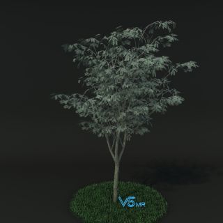 榉树VR/3D/UE4/Unity模型下载