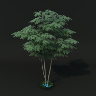 植物树VR/3D/UE4/Unity模型下载